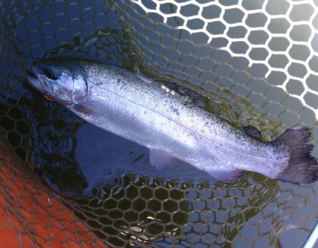 ナイスサイズ連発！ 大安トラウトレイク